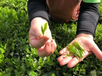 Bio Matcha Shinayaka, Ceremonial Grade, Super-Premium 4 Bio Matcha Shinayaka, Ceremonial Grade, Super-Premium – Bild 3